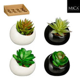 Succulent In Pot Green 4 Assorted 12 H7Xd6,5Cm